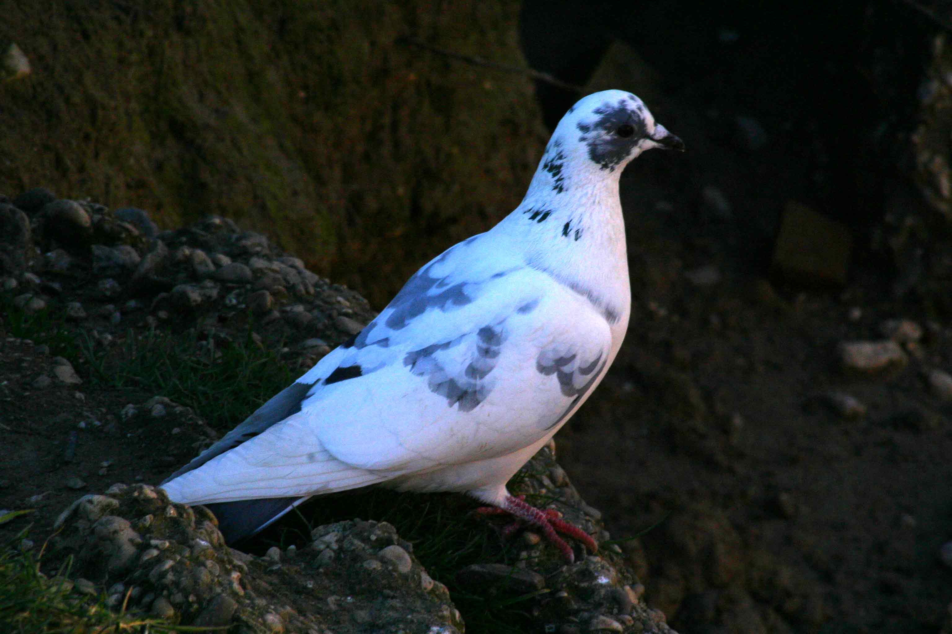 Columba livia var. domestica